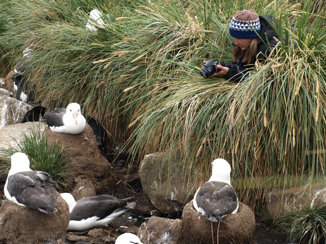 ../../Pictures/241209/110 Rockhopper und Albatrosse.JPG